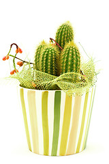 Image showing decorative cactus