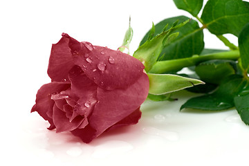 Image showing dark red rose 