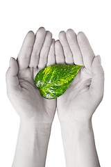 Image showing green leaf in human hands