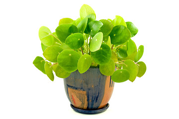 Image showing house plant 