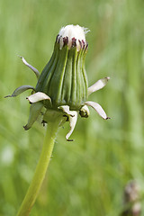 Image showing dandelion bud