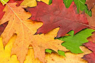 Image showing close up of colorful autumn leave
