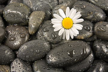 Image showing stones and white daisy