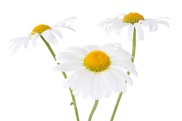Image showing three daisy flowers