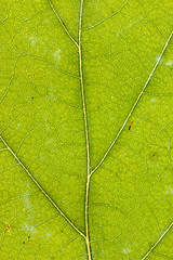 Image showing texture of green dry leaf