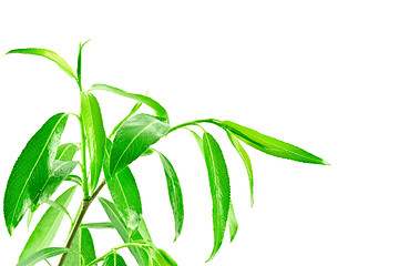 Image showing plant isolated over white background