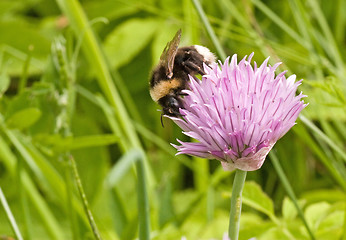 Image showing Bumblebee on purple flower