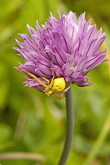 Image showing spider hiding on purple flower