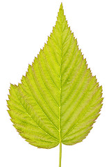 Image showing detailed green leaf