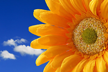 Image showing flower on blue sky background