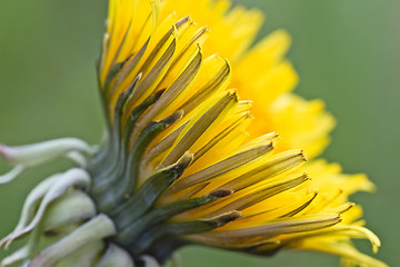 Image showing close up of yellow dandelion