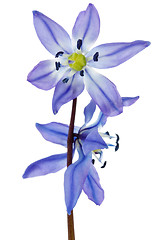 Image showing hepatica flower