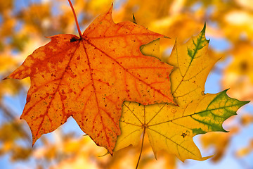 Image showing maple leaves on blurry autumnal background