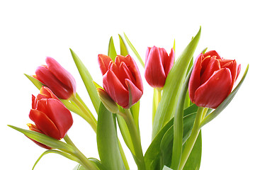 Image showing tulips