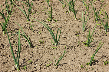 Image showing Field with organically growing onions