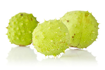 Image showing Three green chestnuts