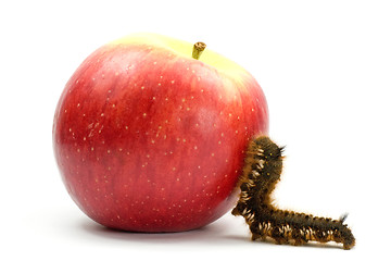 Image showing caterpillar climb to the apple