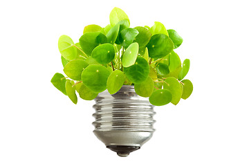 Image showing  green plant growing out of a bulb