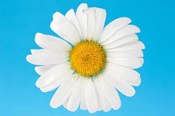 Image showing camomile on blue background