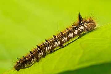 Image showing hairy caterpillar crawling on a  leaf
