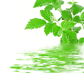 Image showing  plant with water reflection