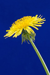 Image showing sowthistle