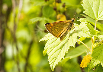 Image showing small yellow butterfly