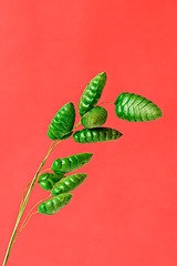 Image showing green plant on red background