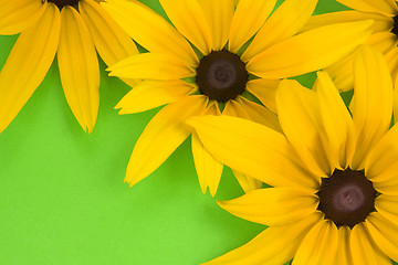 Image showing yellow  flowers on the green background