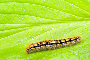 Image showing caterpillar crawling on a green  leaf