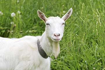 Image showing White goat in a green  meadow