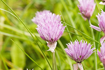 Image showing flowers  in a summer meadow