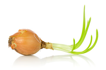Image showing old onion bulb with sprouts