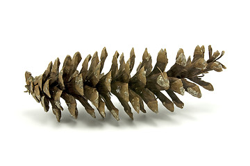 Image showing fir-cone