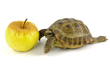Image showing tortoise and yellow apple