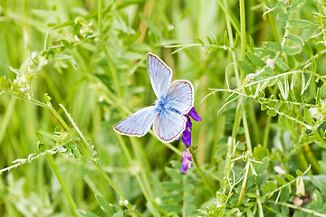 Image showing blue butterfly in a green grass