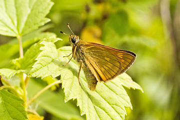 Image showing butterfly sitting on the green leaf