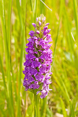 Image showing violet flower bloom