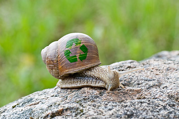 Image showing snail with recycle symbol