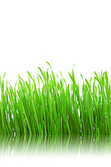 Image showing green grass with reflection