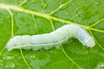 Image showing caterpillar crawling on a wet leaf