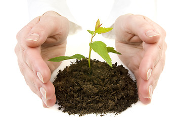 Image showing hands and new plant