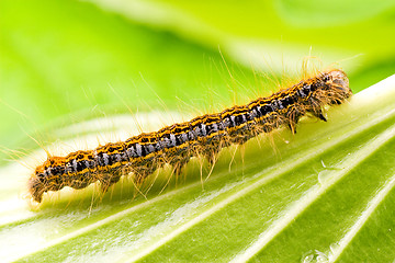 Image showing colorful caterpillar crawling on the leaf