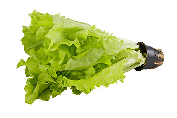 Image showing Fresh green lettuce