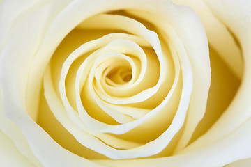 Image showing beautiful  white rose