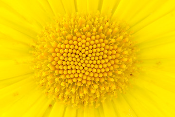 Image showing Close-up shot of yellow daisy flower 