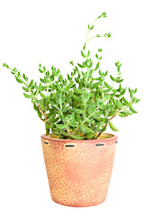 Image showing decorative cactus