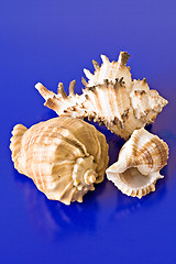 Image showing three sea shells