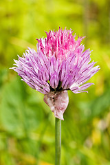 Image showing Chive Purple flower