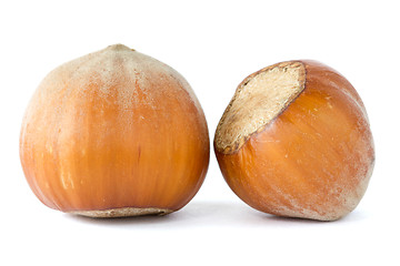 Image showing two dried  hazelnuts